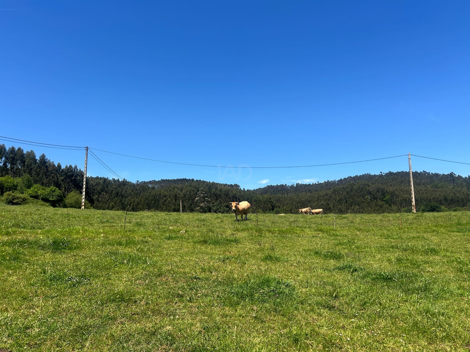 Ubebygd land til salgs i Castrillon - € 27 500 (Ref: 9989123)