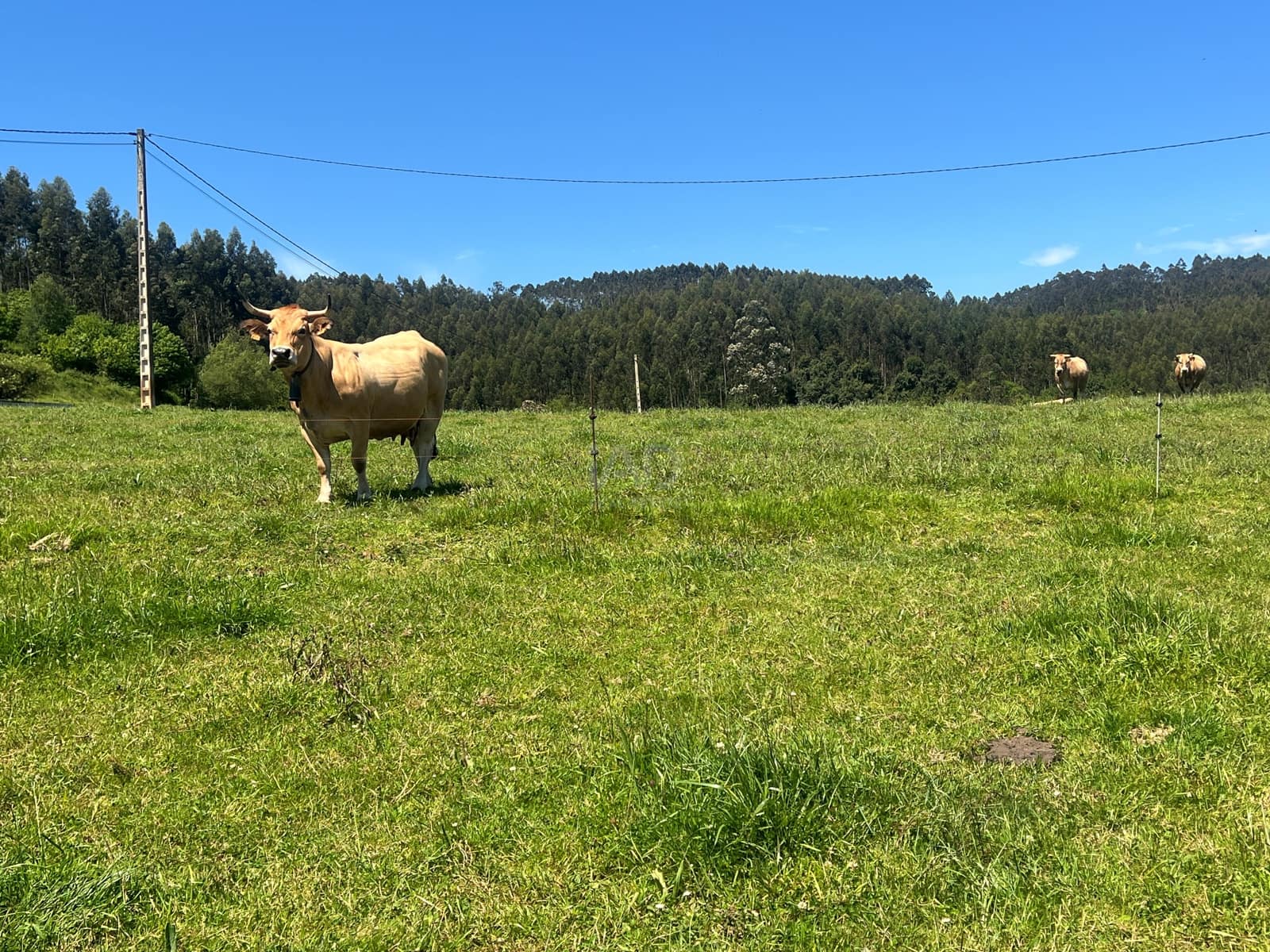 Ubebygd land til salgs i Castrillon - € 27 500 (Ref: 9989123)