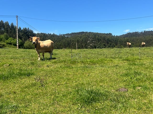Ubebygd land til salgs i Castrillón - € 27 500 (Ref: 9989123)