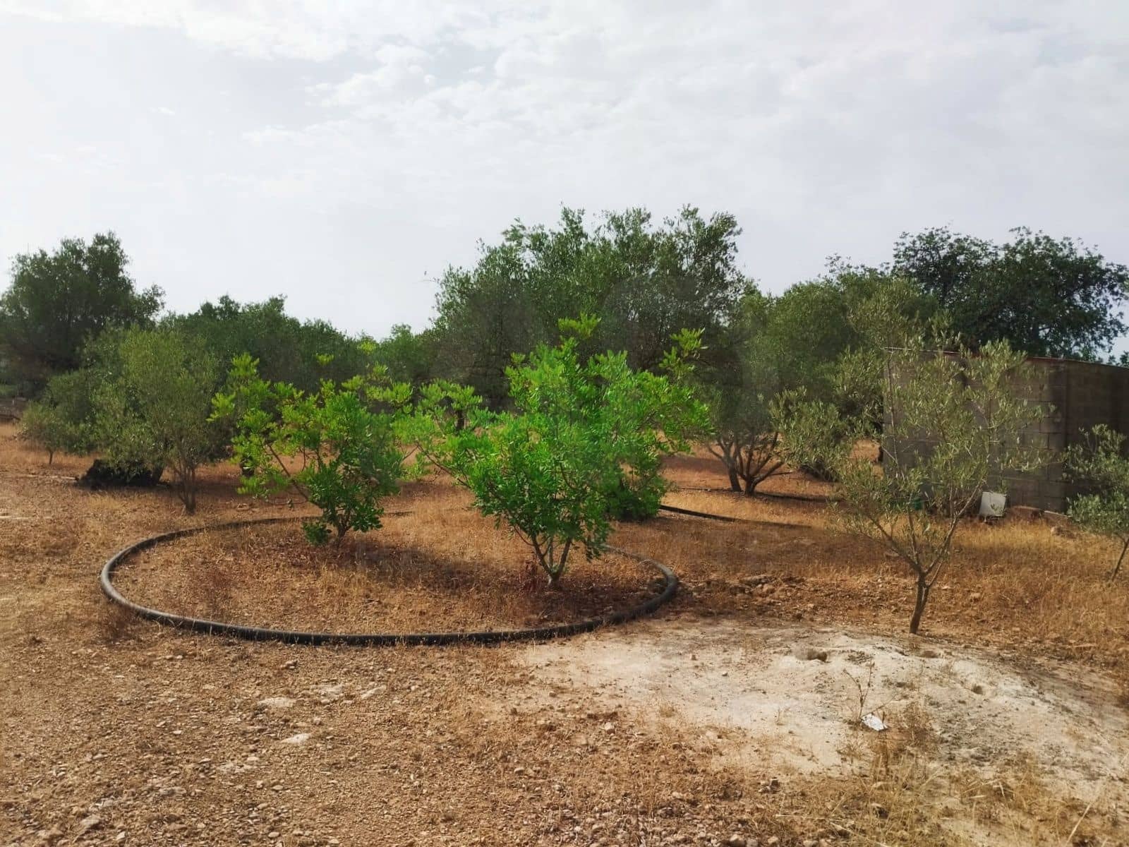 Finca/Herregård til salgs i Tortosa - € 99 000 (Ref: 9989148)