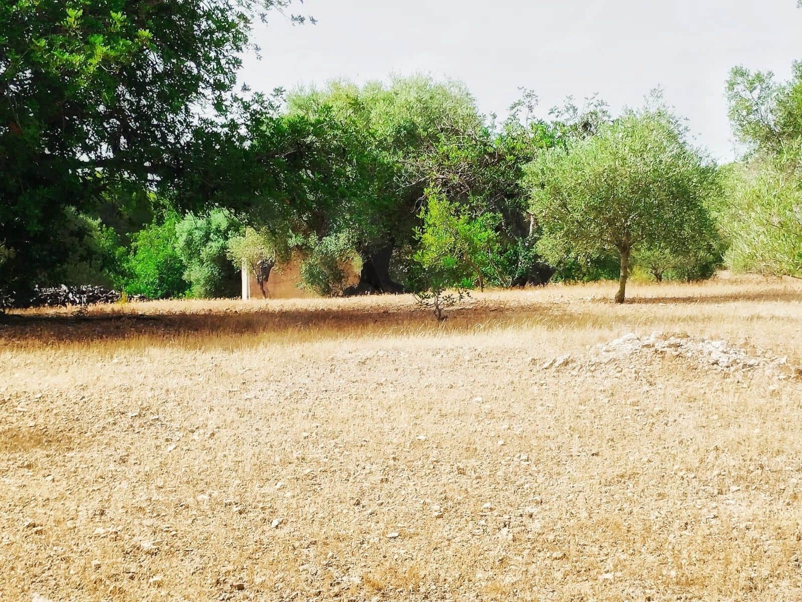 Finca/Herregård til salgs i Tortosa - € 99 000 (Ref: 9989148)