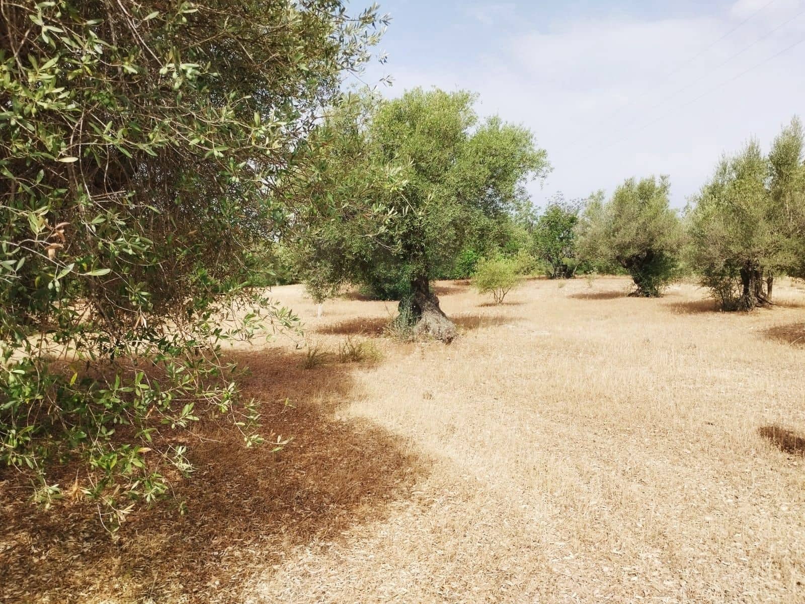 Finca/Herregård til salgs i Tortosa - € 99 000 (Ref: 9989148)