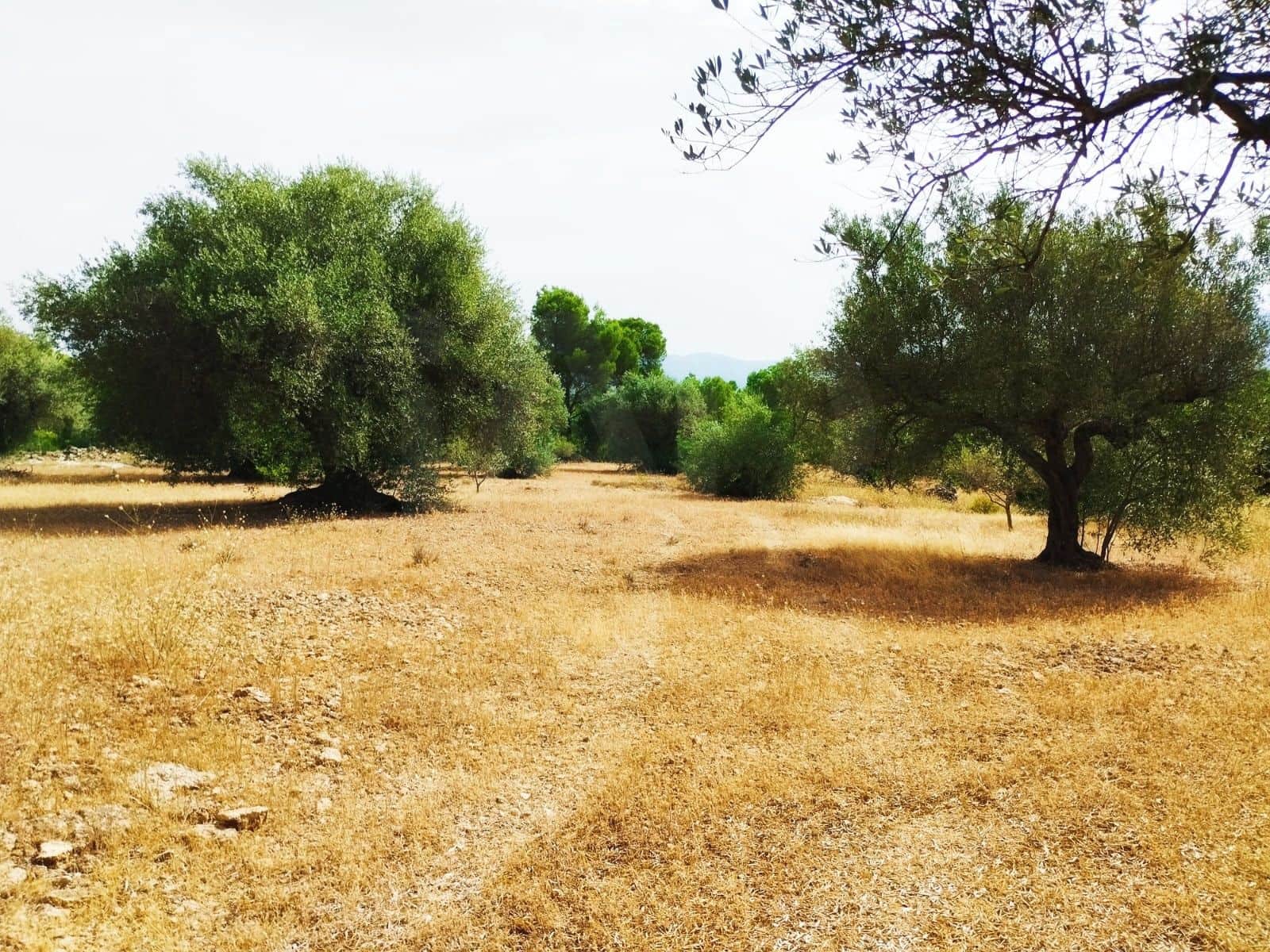 Finca/Herregård til salgs i Tortosa - € 99 000 (Ref: 9989148)