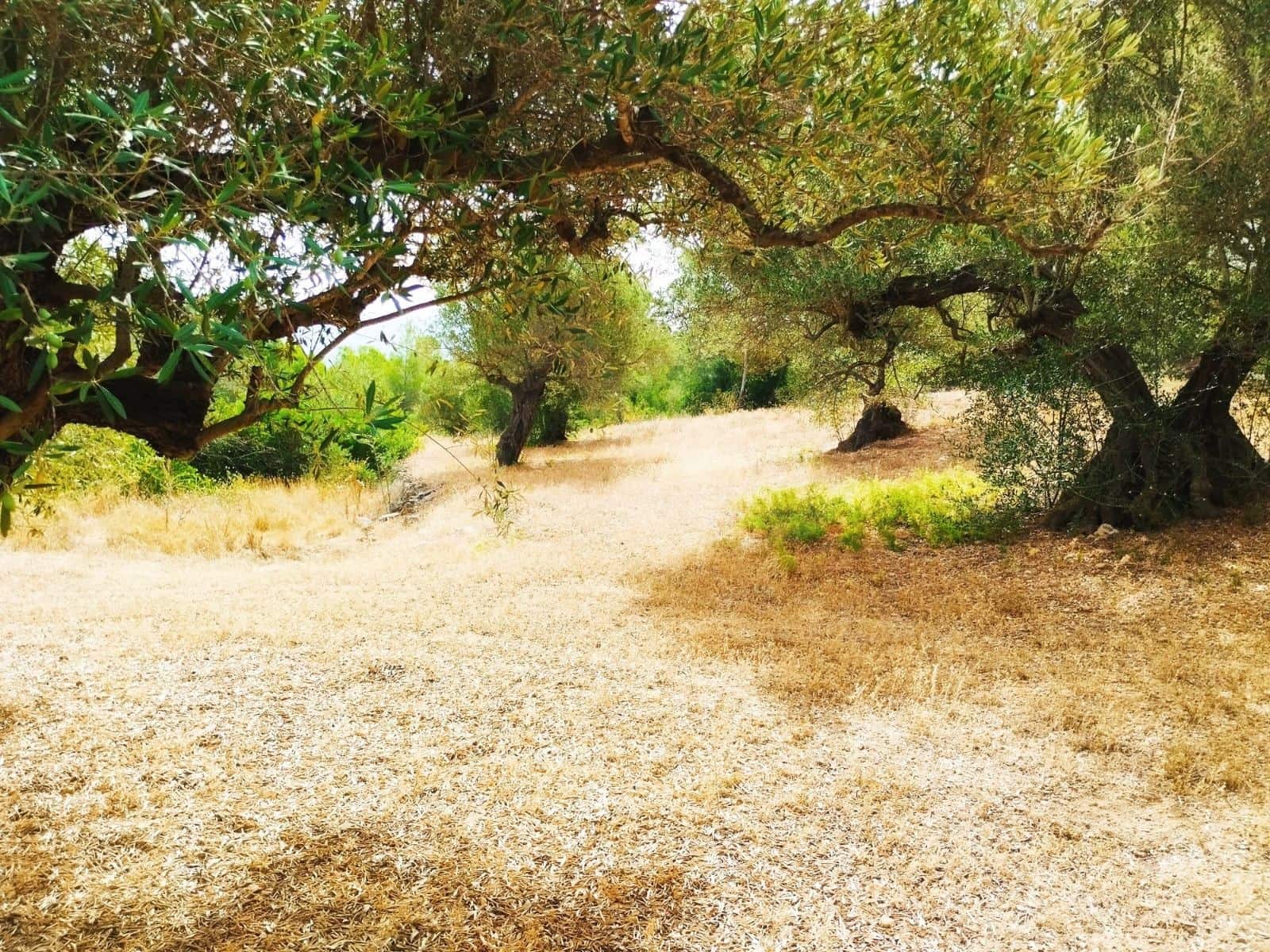 Finca/Herregård til salgs i Tortosa - € 99 000 (Ref: 9989148)