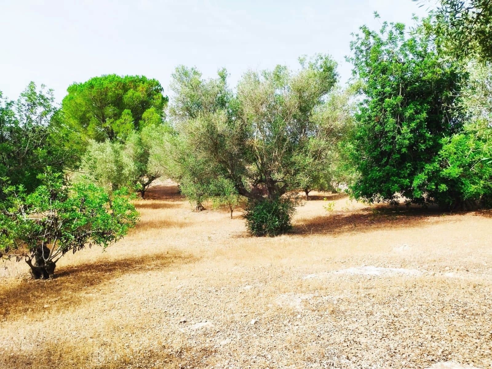 Finca/Herregård til salgs i Tortosa - € 99 000 (Ref: 9989148)