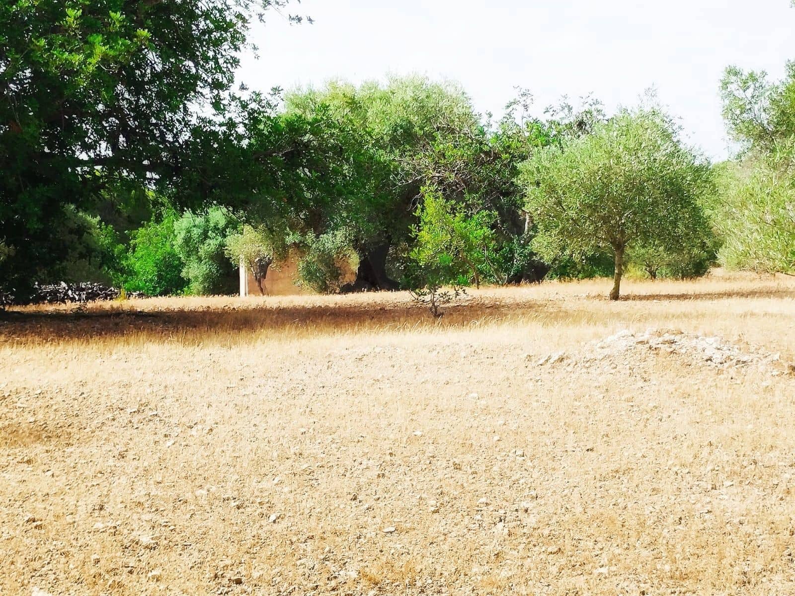 Finca/Herregård til salgs i Tortosa - € 99 000 (Ref: 9989148)