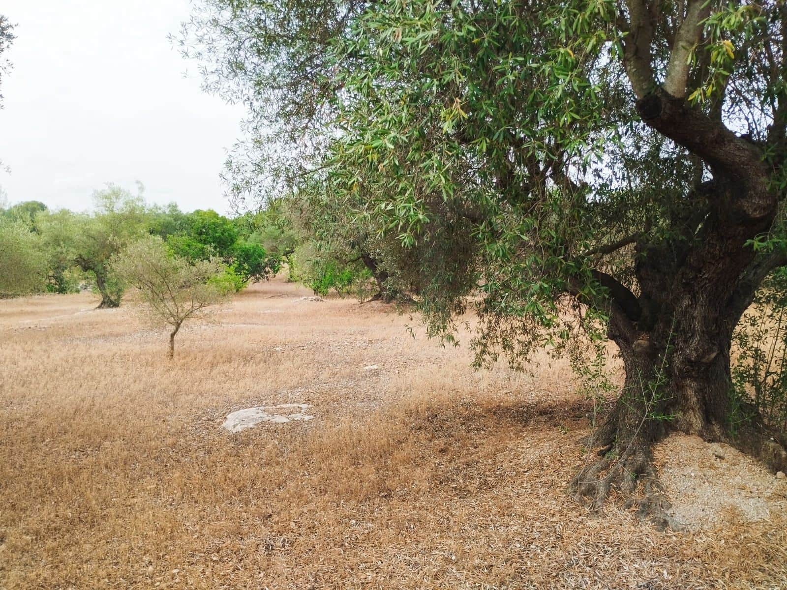 Finca/Herregård til salgs i Tortosa - € 99 000 (Ref: 9989148)