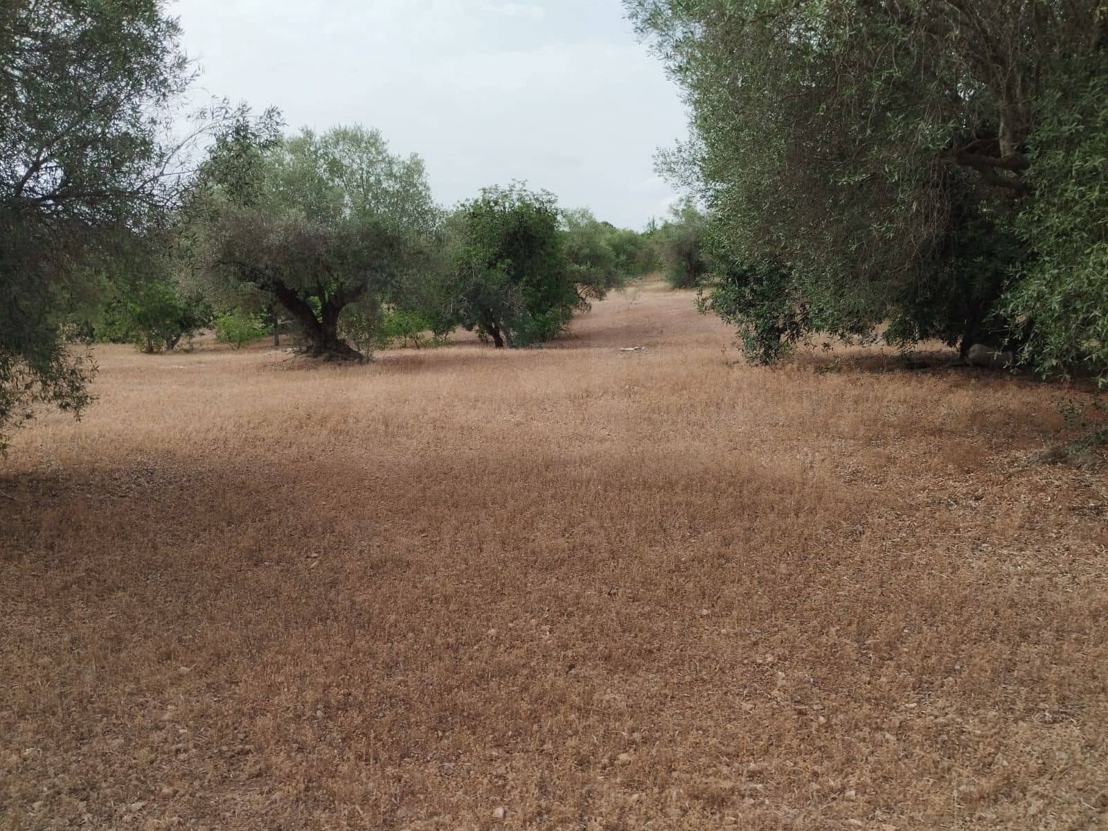 Finca/Herregård til salgs i Tortosa - € 99 000 (Ref: 9989148)