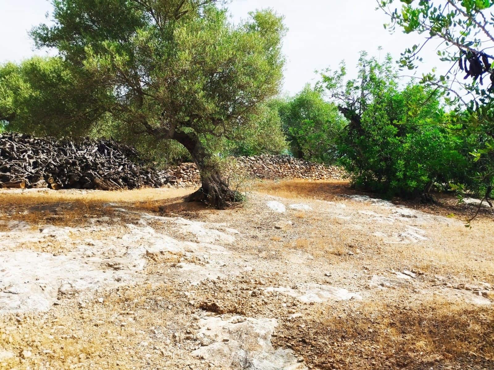 Finca/Herregård til salgs i Tortosa - € 99 000 (Ref: 9989148)