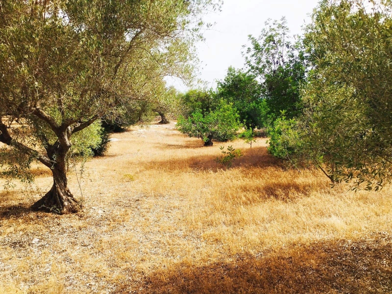 Finca/Herregård til salgs i Tortosa - € 99 000 (Ref: 9989148)