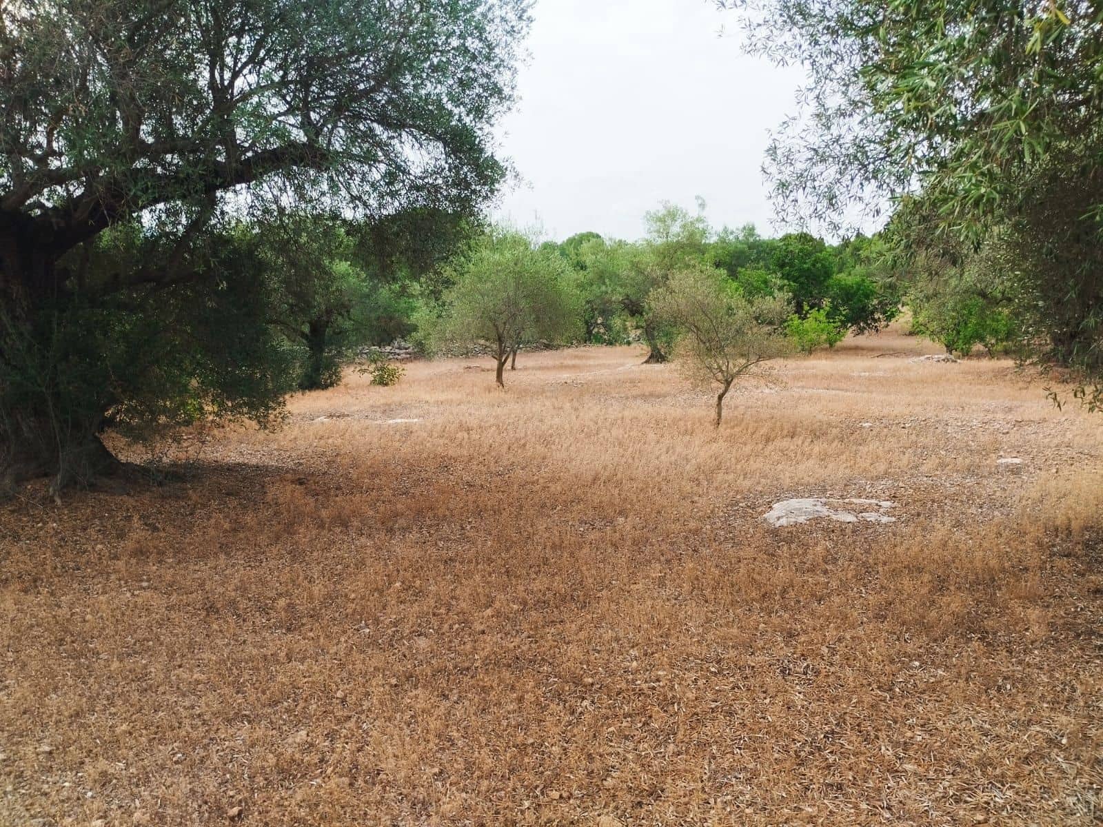 Finca/Herregård til salgs i Tortosa - € 99 000 (Ref: 9989148)