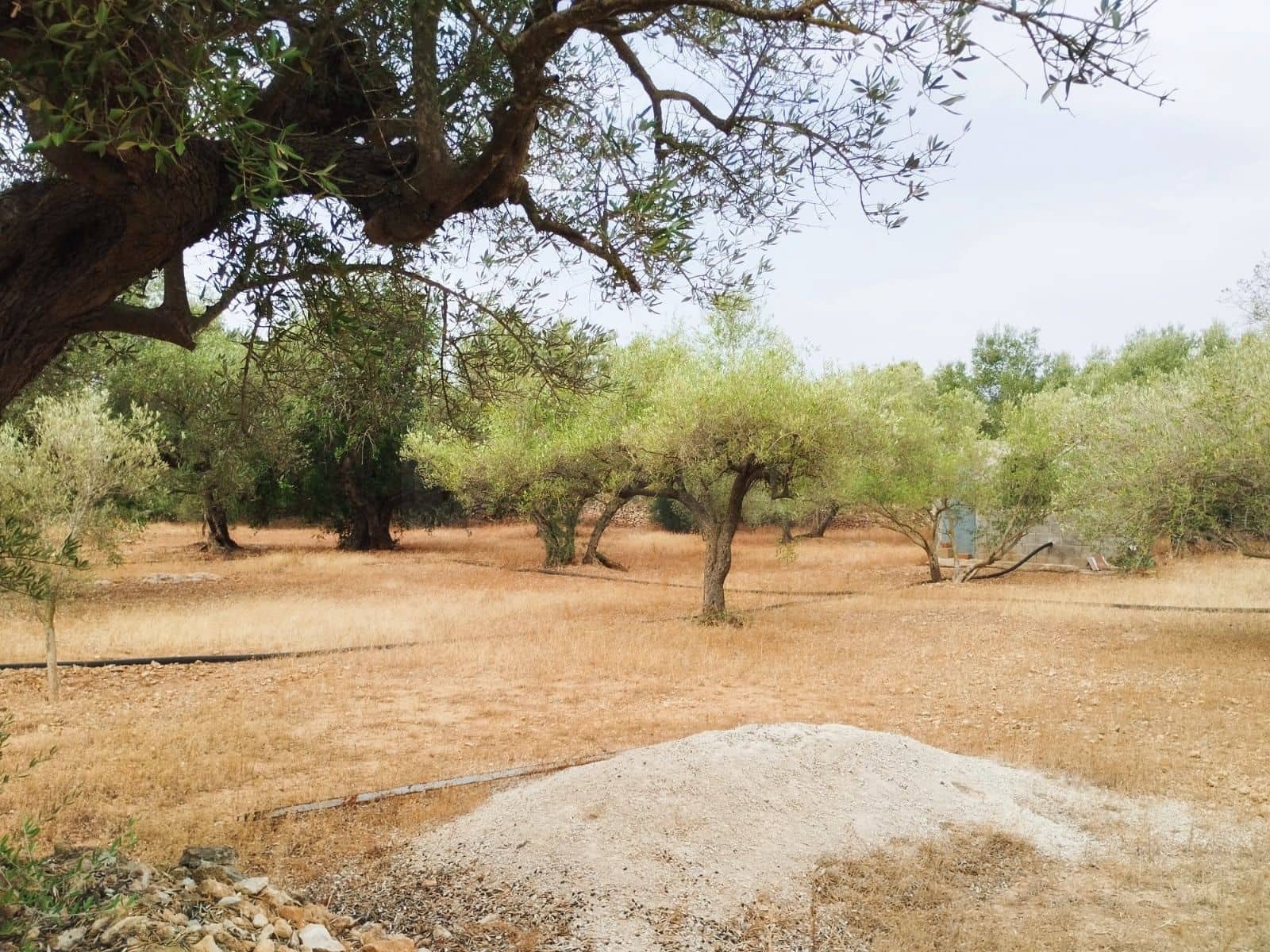 Finca/Herregård til salgs i Tortosa - € 99 000 (Ref: 9989148)