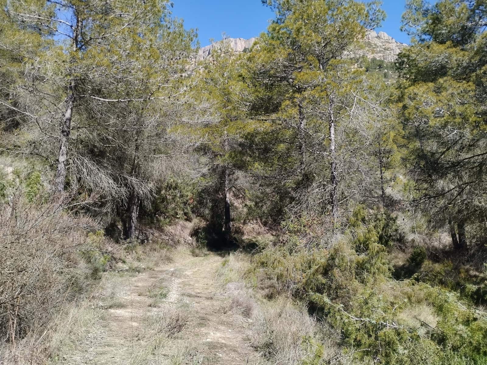 Mark till salu i La Morera de Montsant - 156 000 € (Ref: 9989162)