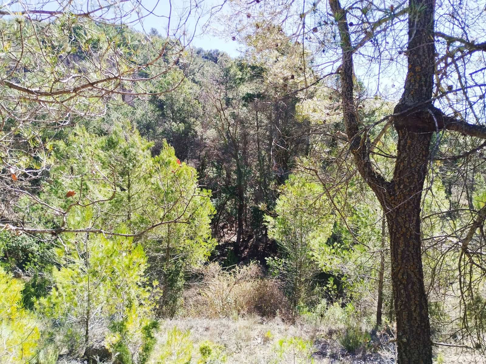 Ubebygd land til salgs i La Morera de Montsant - € 148 000 (Ref: 9989162)