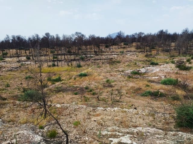 Grond te koop in Xerta - € 35.000 (Ref: 9989166)