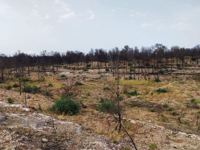 Grond te koop in Xerta - € 35.000 (Ref: 9989166)
