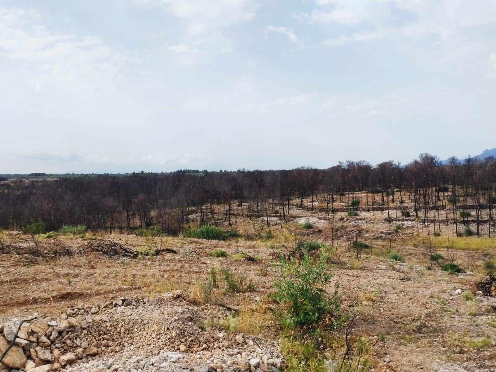 Terreno Non Edificato in vendita in Xerta - 35.000 € (Rif: 9989166)