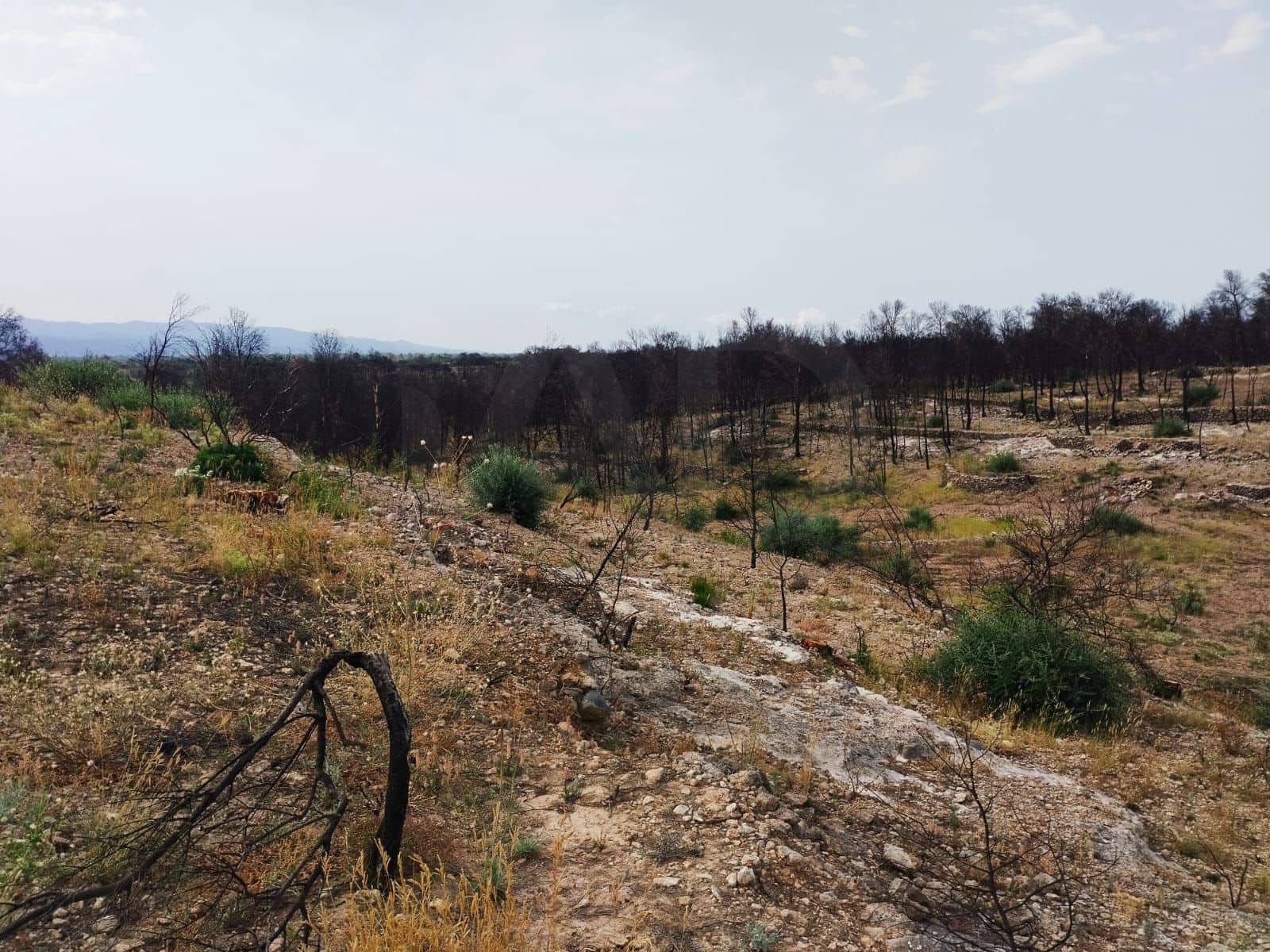 Terreno Non Edificato in vendita in Xerta - 35.000 € (Rif: 9989166)