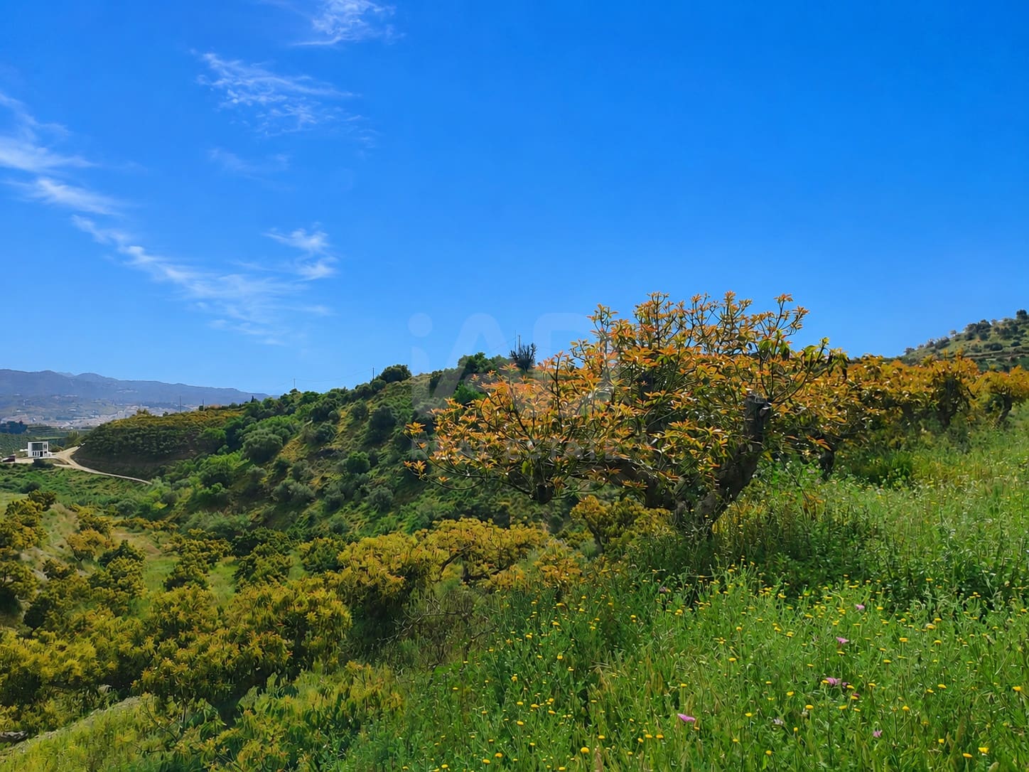 Finca/Herregård til salgs i Velez-Malaga - € 598 000 (Ref: 9989199)