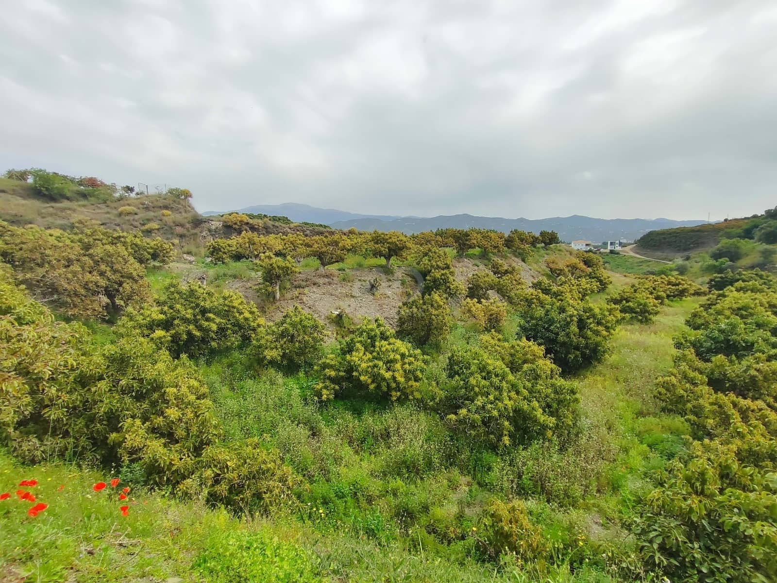 Finca/Herregård til salgs i Velez-Malaga - € 598 000 (Ref: 9989199)