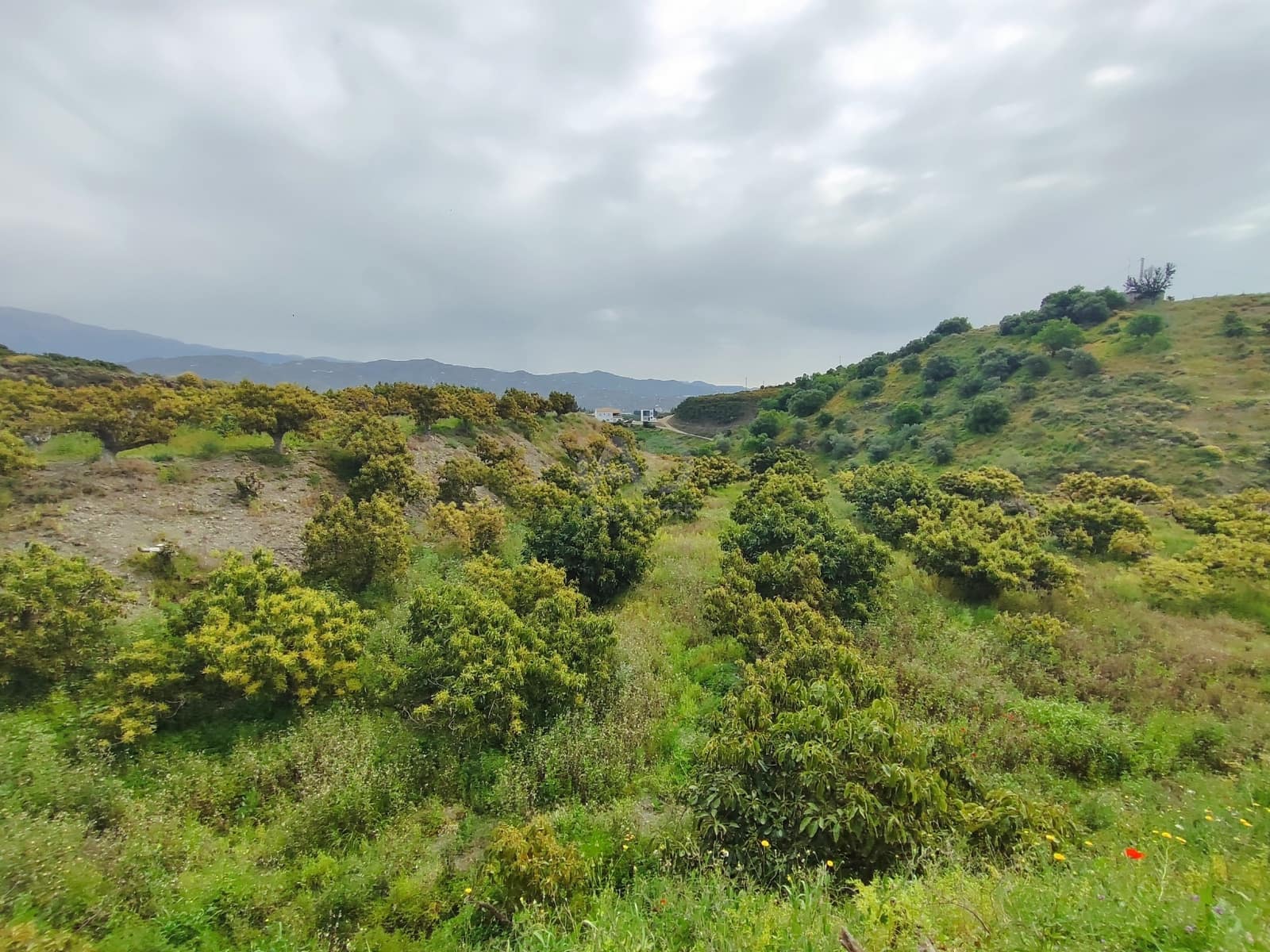 Finca/Herregård til salgs i Velez-Malaga - € 598 000 (Ref: 9989199)
