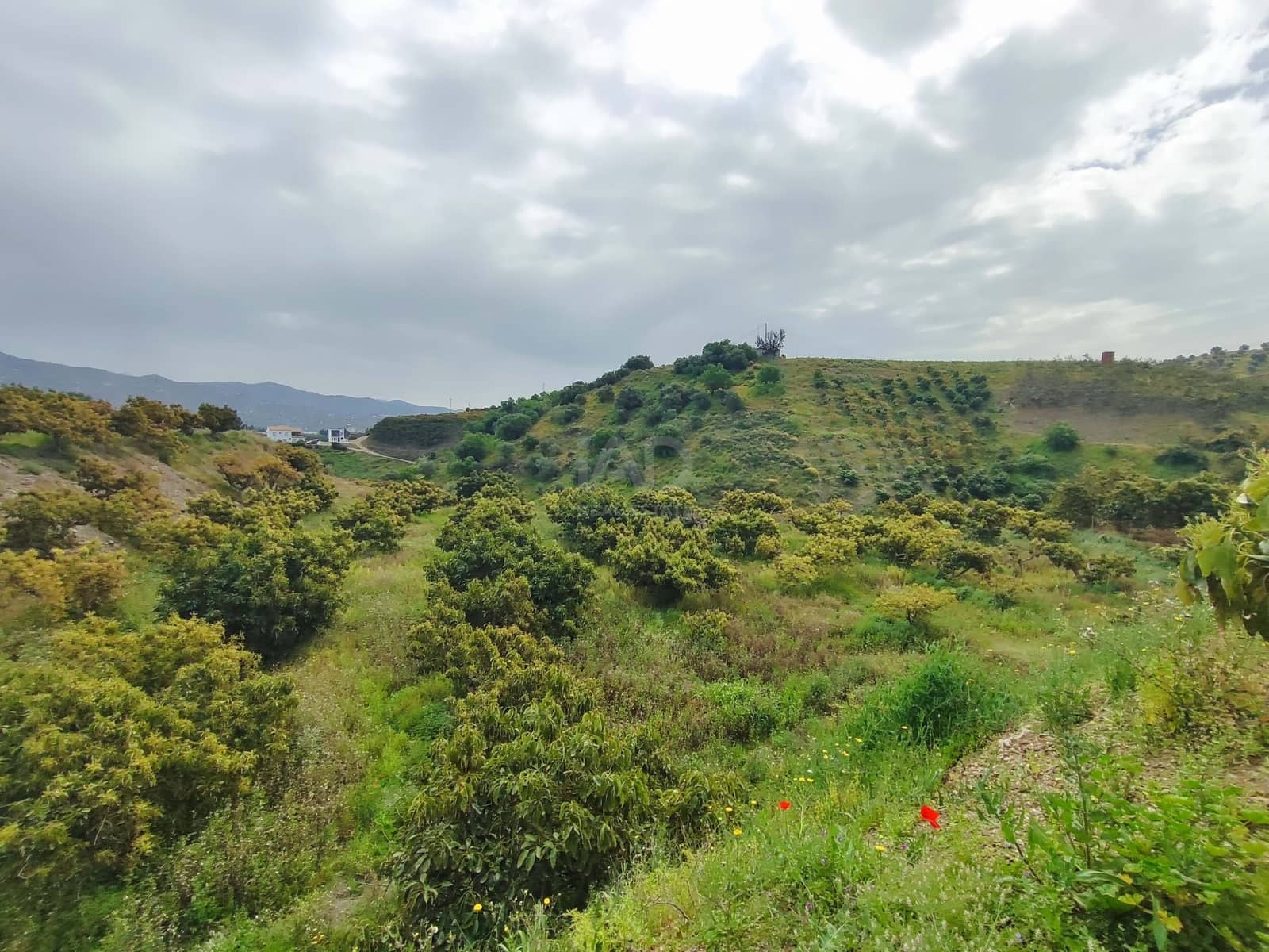 Finca/Herregård til salgs i Velez-Malaga - € 598 000 (Ref: 9989199)