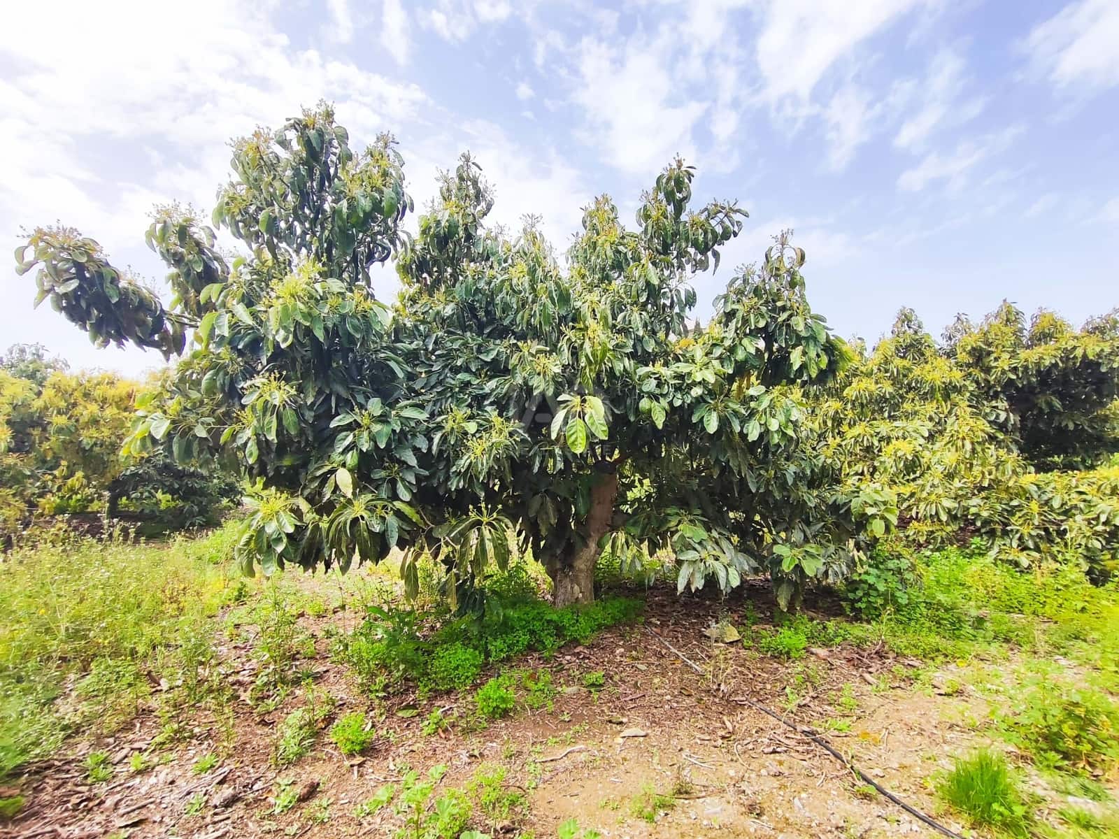 Finca/Herregård til salgs i Velez-Malaga - € 598 000 (Ref: 9989199)