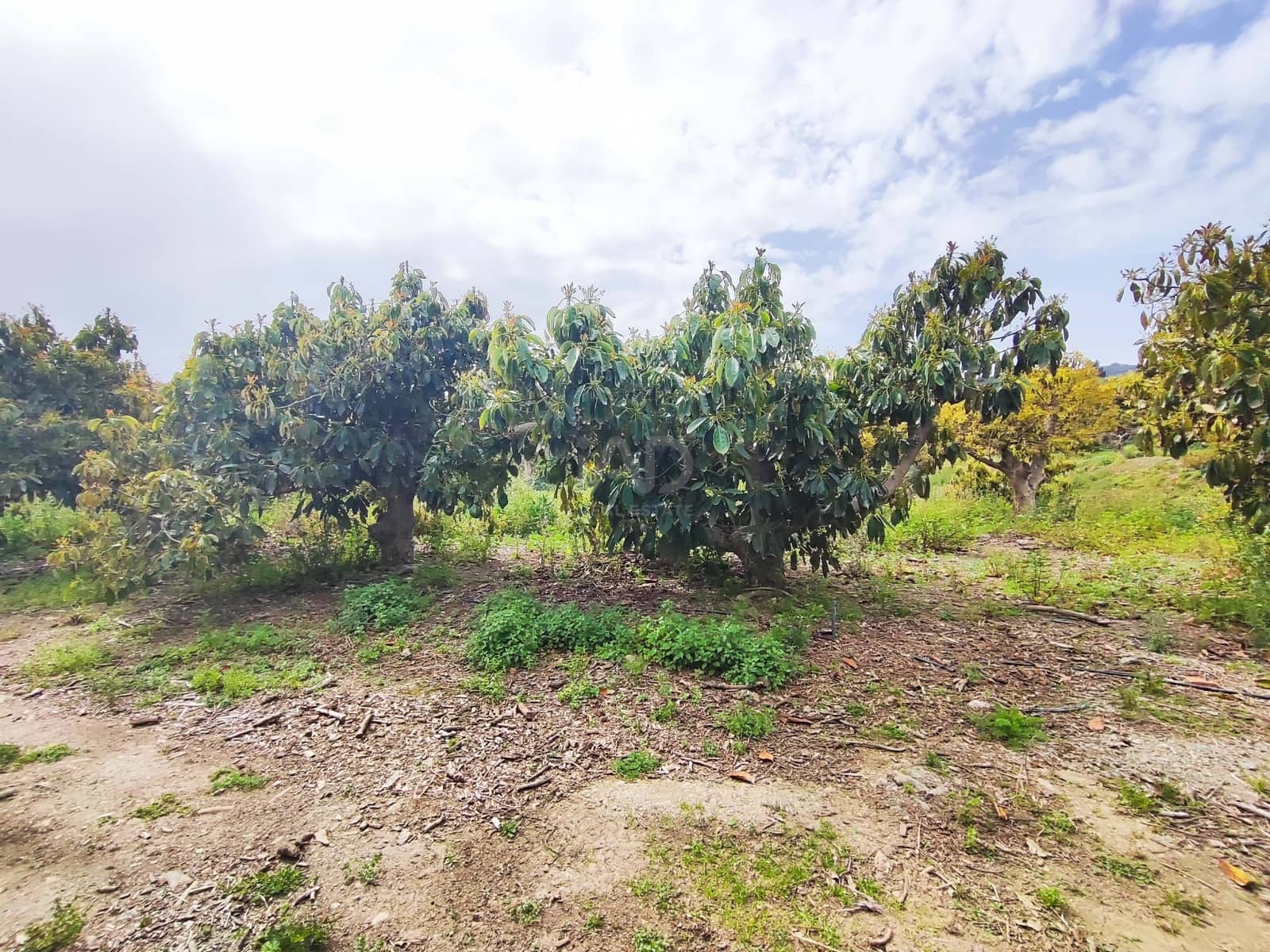Finca/Herregård til salgs i Velez-Malaga - € 598 000 (Ref: 9989199)