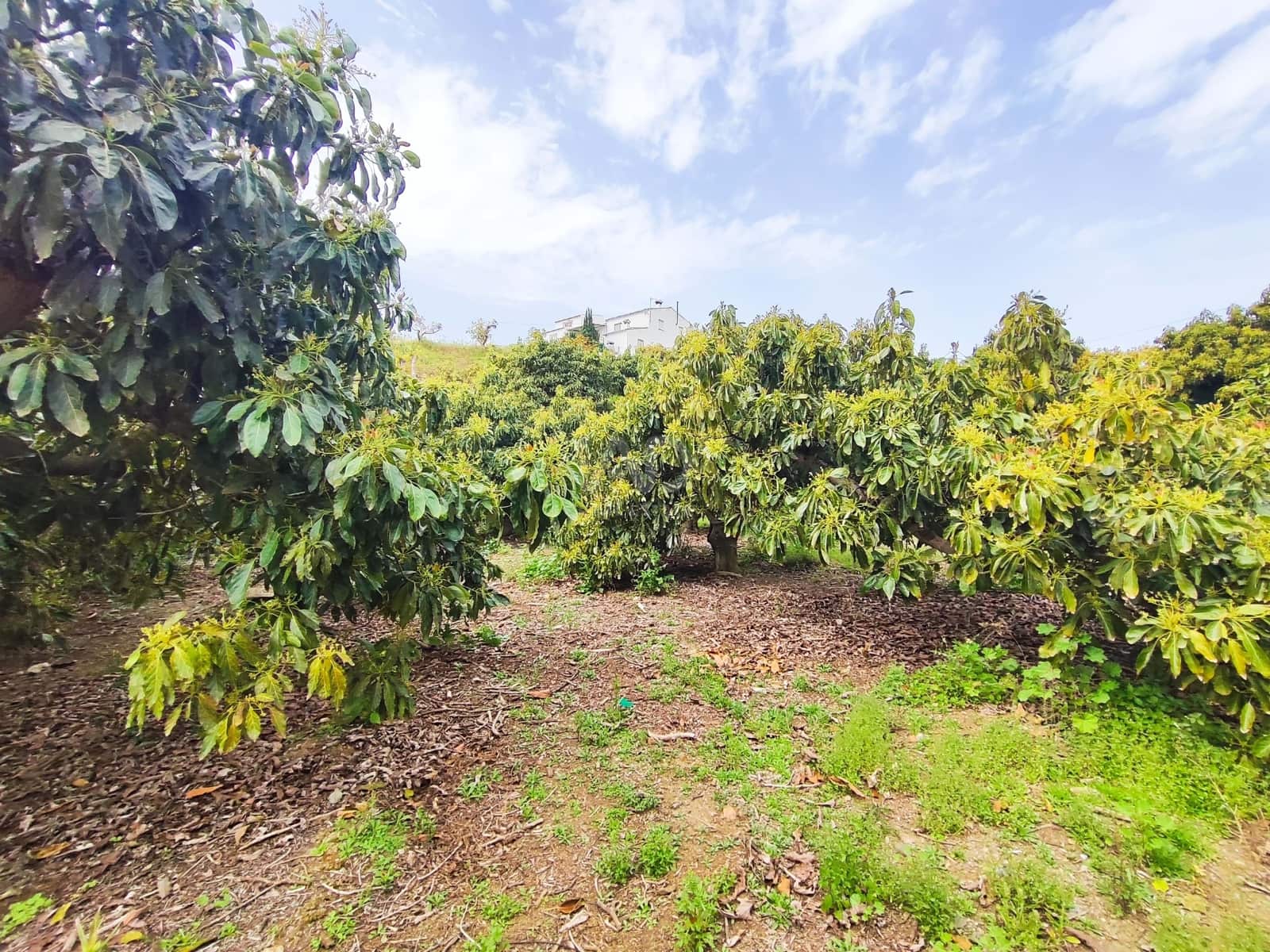Finca/Herregård til salgs i Velez-Malaga - € 598 000 (Ref: 9989199)