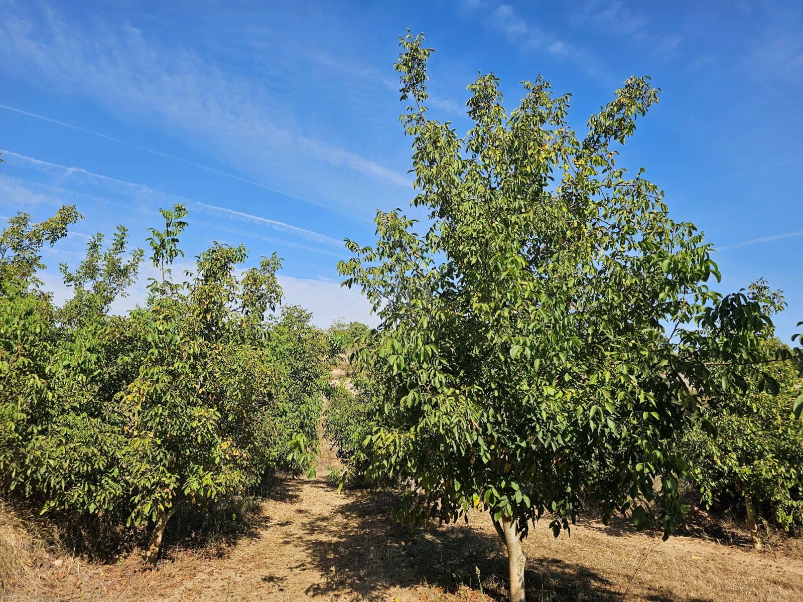 Finca/Country House for sale in Tarragona city - € 450,000 (Ref: 9989204)