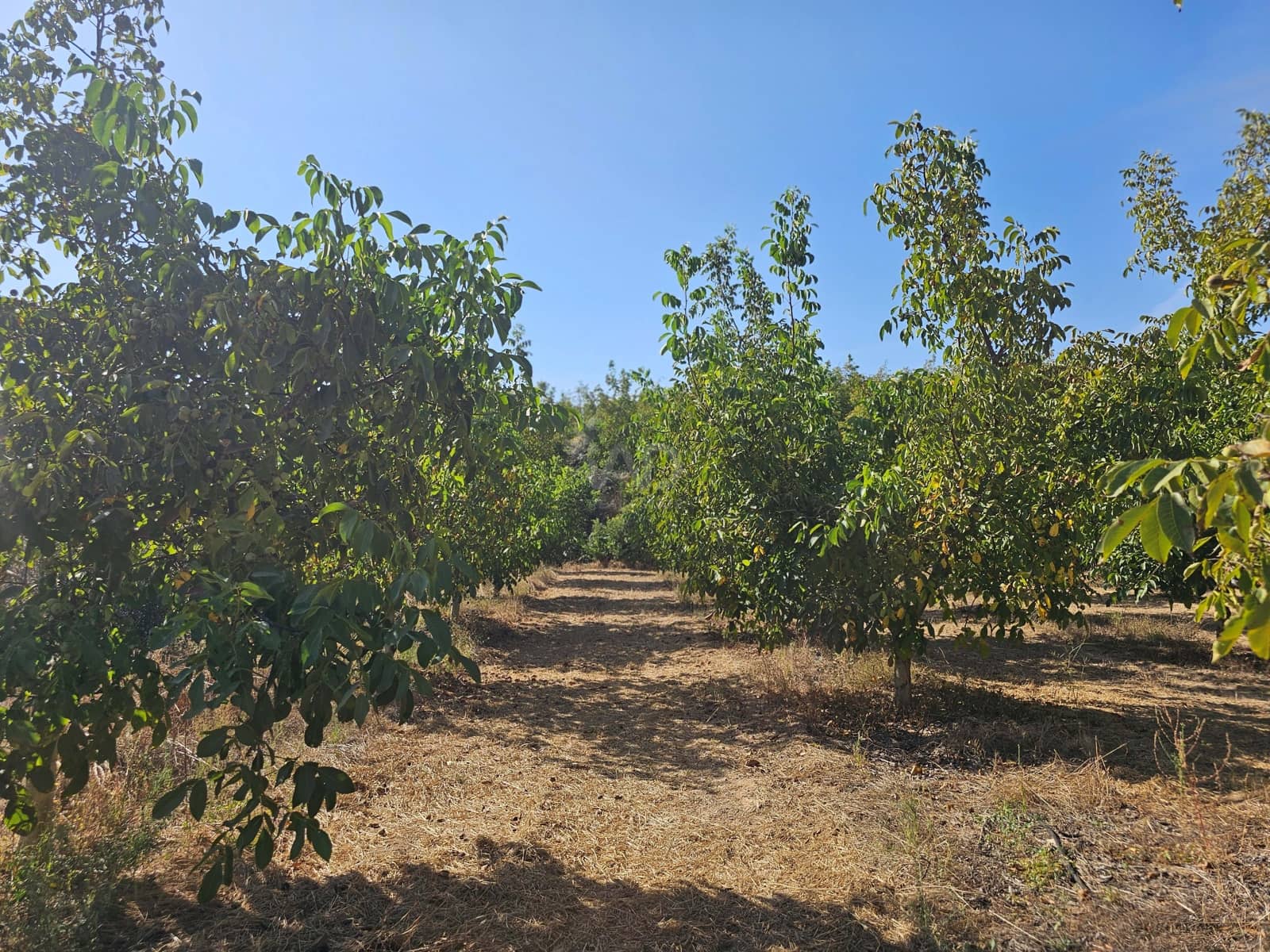 Finca/Country House for sale in Tarragona city - € 450,000 (Ref: 9989204)