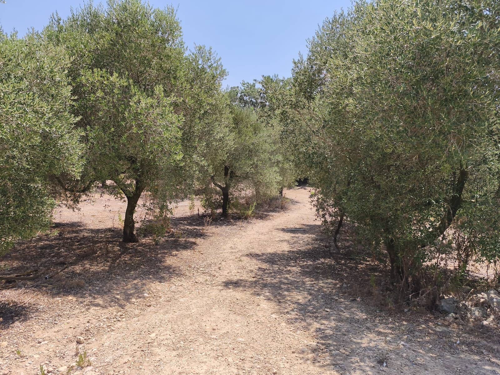 Terreno/Finca Rústica en Llorenç del Penedès en venta - 85.000 € (Ref: 9989221)