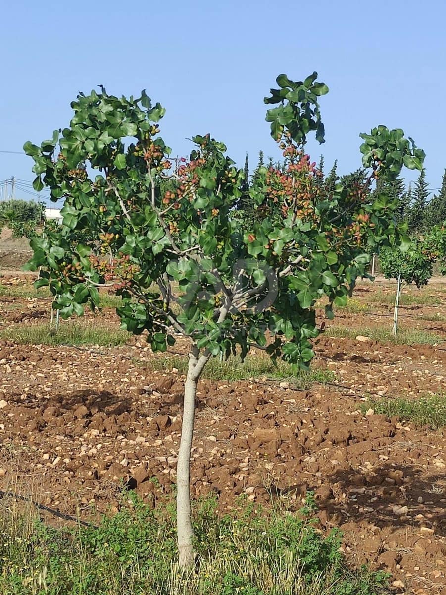 Grond te koop in Lorca - € 146.000 (Ref: 9989227)