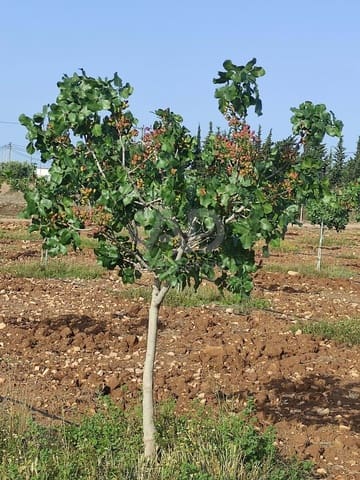 Grond te koop in Lorca - € 146.000 (Ref: 9989227)
