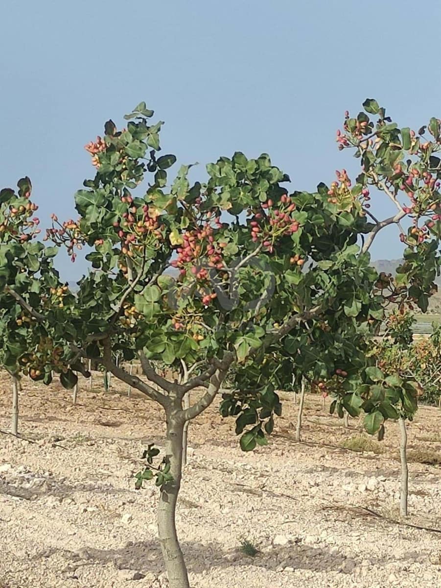 Grond te koop in Lorca - € 146.000 (Ref: 9989227)