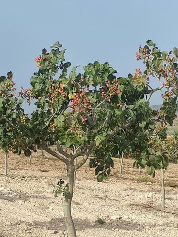 Grond te koop in Lorca - € 146.000 (Ref: 9989227)