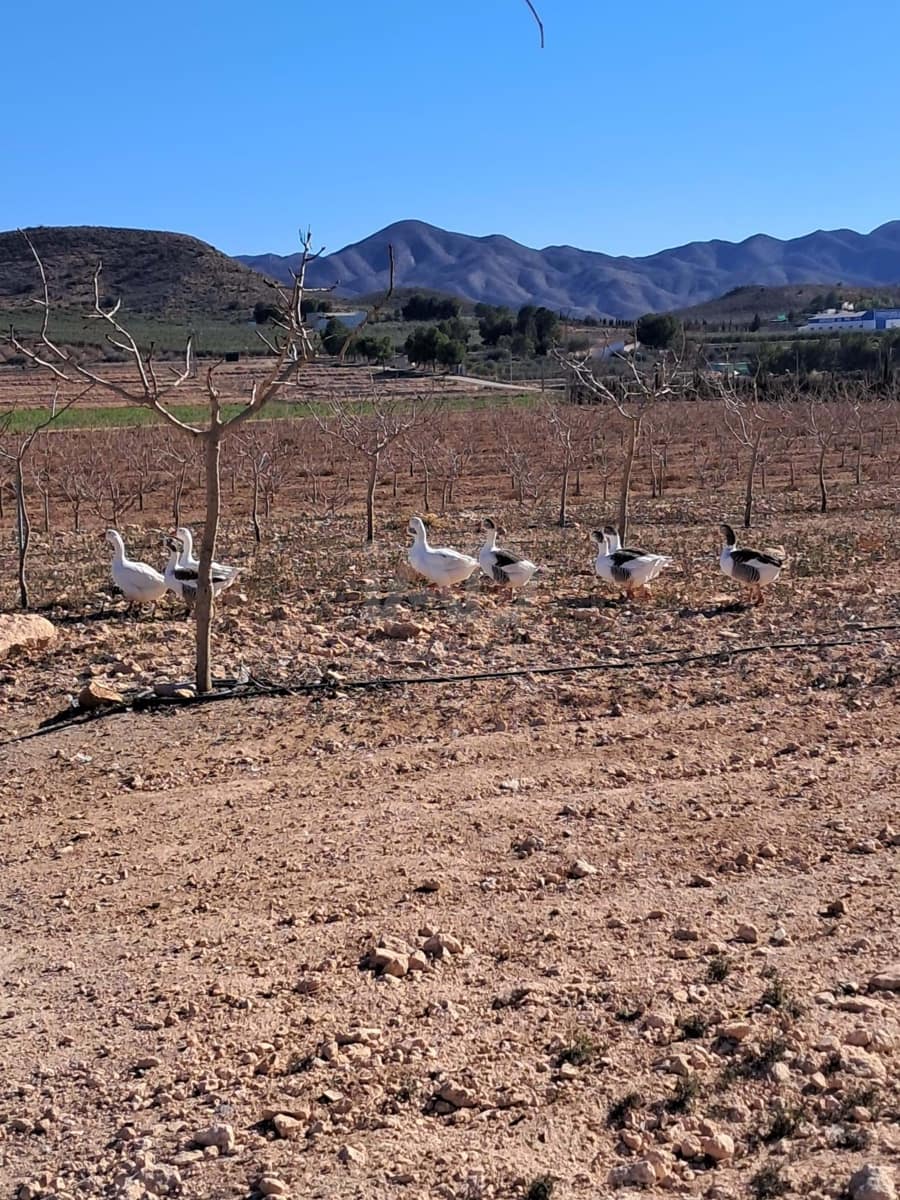 Grond te koop in Lorca - € 146.000 (Ref: 9989227)
