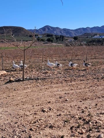 Grond te koop in Lorca - € 146.000 (Ref: 9989227)