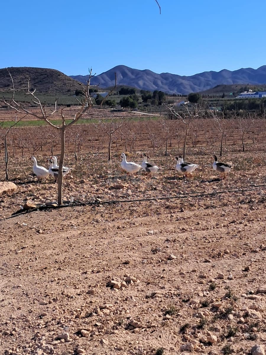 Grond te koop in Lorca - € 146.000 (Ref: 9989227)