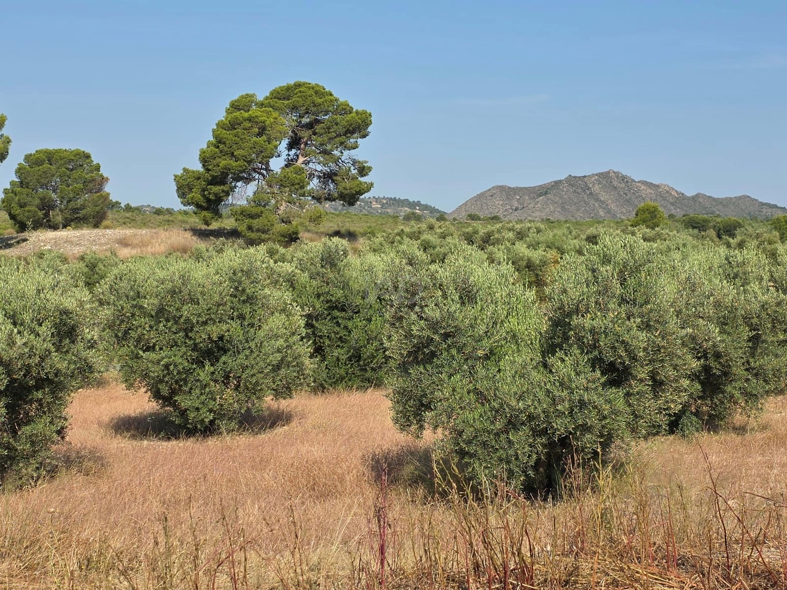 Finca/Casa di Campagna in vendita in Moratalla - 1.000.000 € (Rif: 9989229)