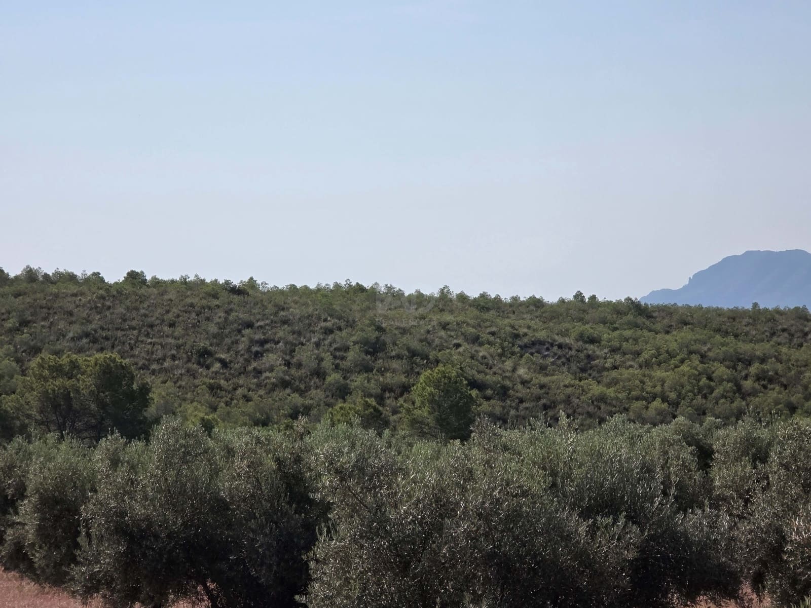 Finca/Casa di Campagna in vendita in Moratalla - 1.000.000 € (Rif: 9989229)
