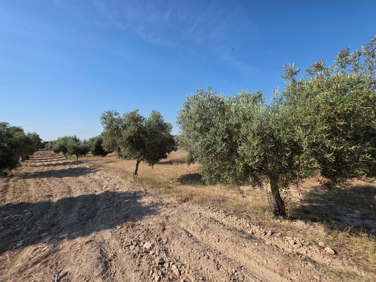 Finca/Casa di Campagna in vendita in Moratalla - 1.000.000 € (Rif: 9989229)