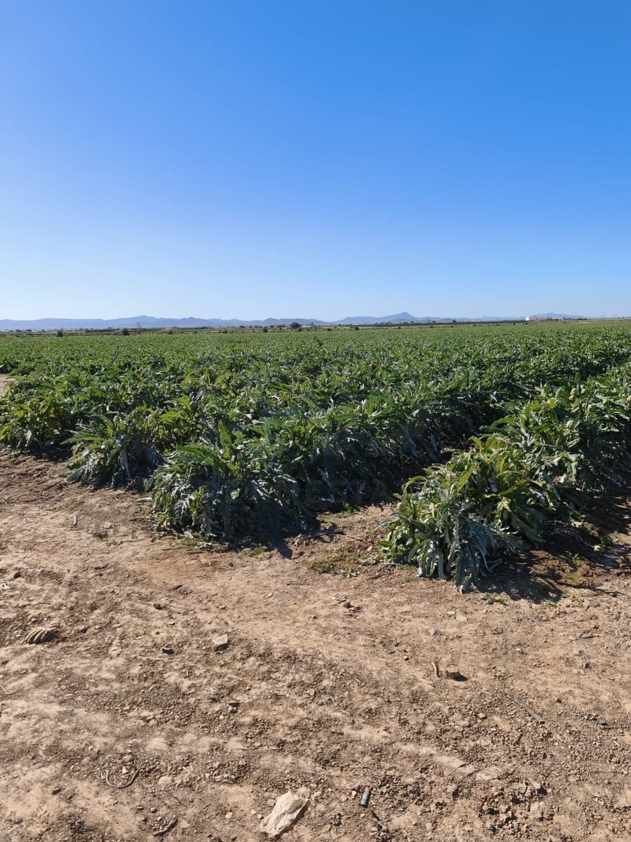 Ubebygd land til salgs i Roldan - € 7 990 000 (Ref: 9989232)