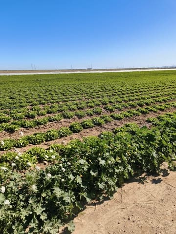 Ubebygd land til salgs i Roldan, Torre-Pacheco - € 7 990 000 (Ref: 9989232)