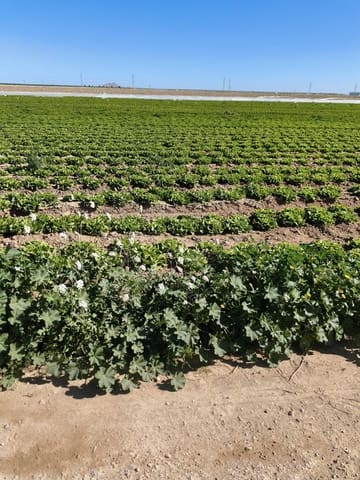 Ubebygd land til salgs i Roldan, Torre-Pacheco - € 7 990 000 (Ref: 9989232)
