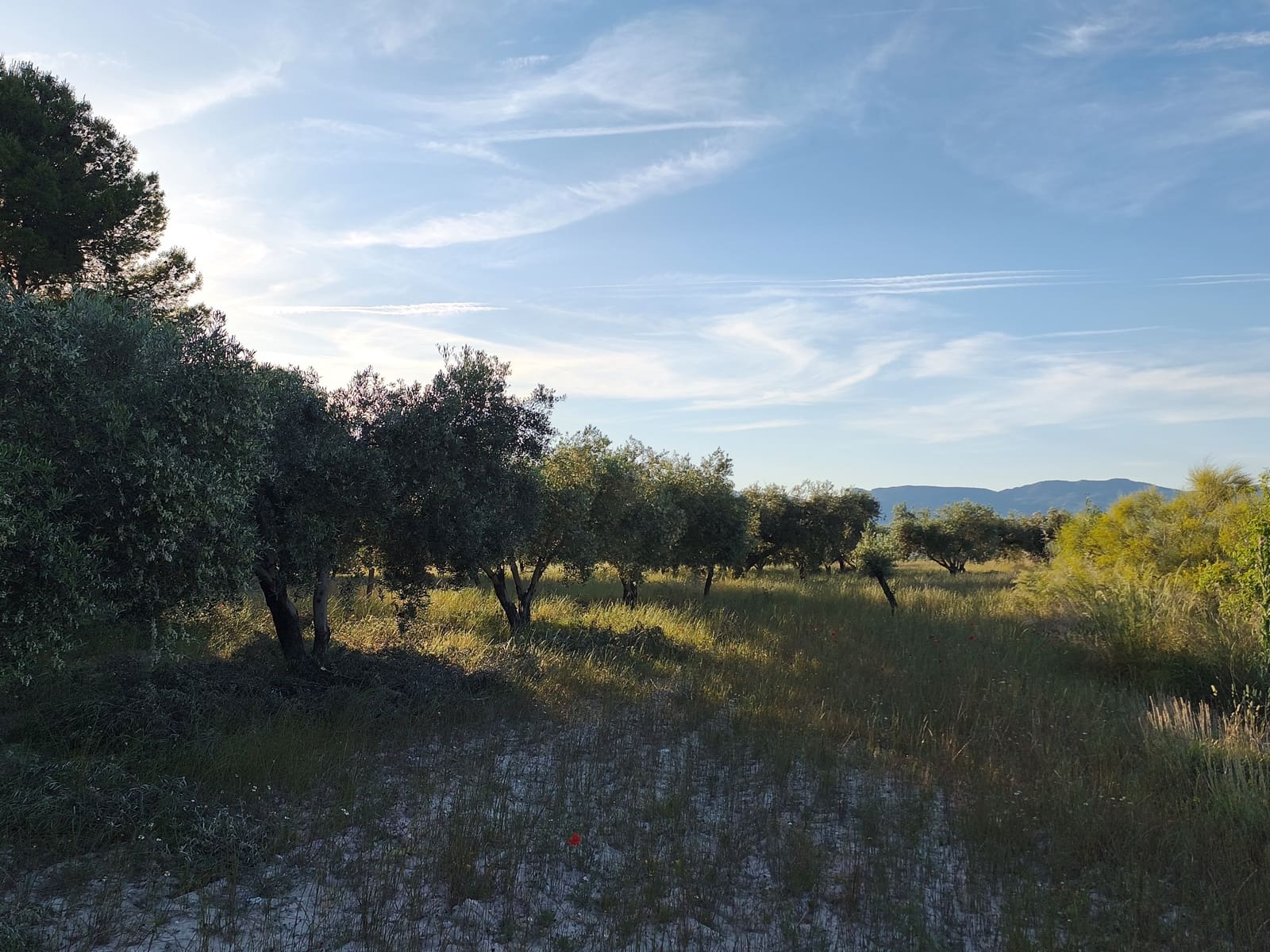 Finca/Casa di Campagna in vendita in Moratalla - 2.500.000 € (Rif: 9989233)