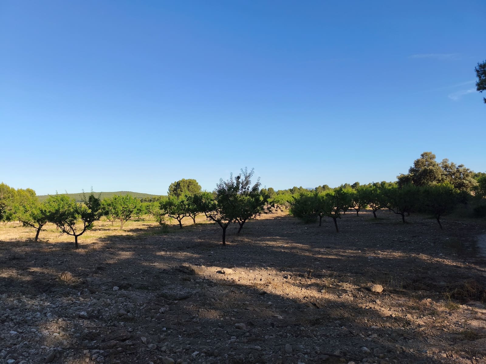 Finca/Casa di Campagna in vendita in Moratalla - 2.500.000 € (Rif: 9989233)