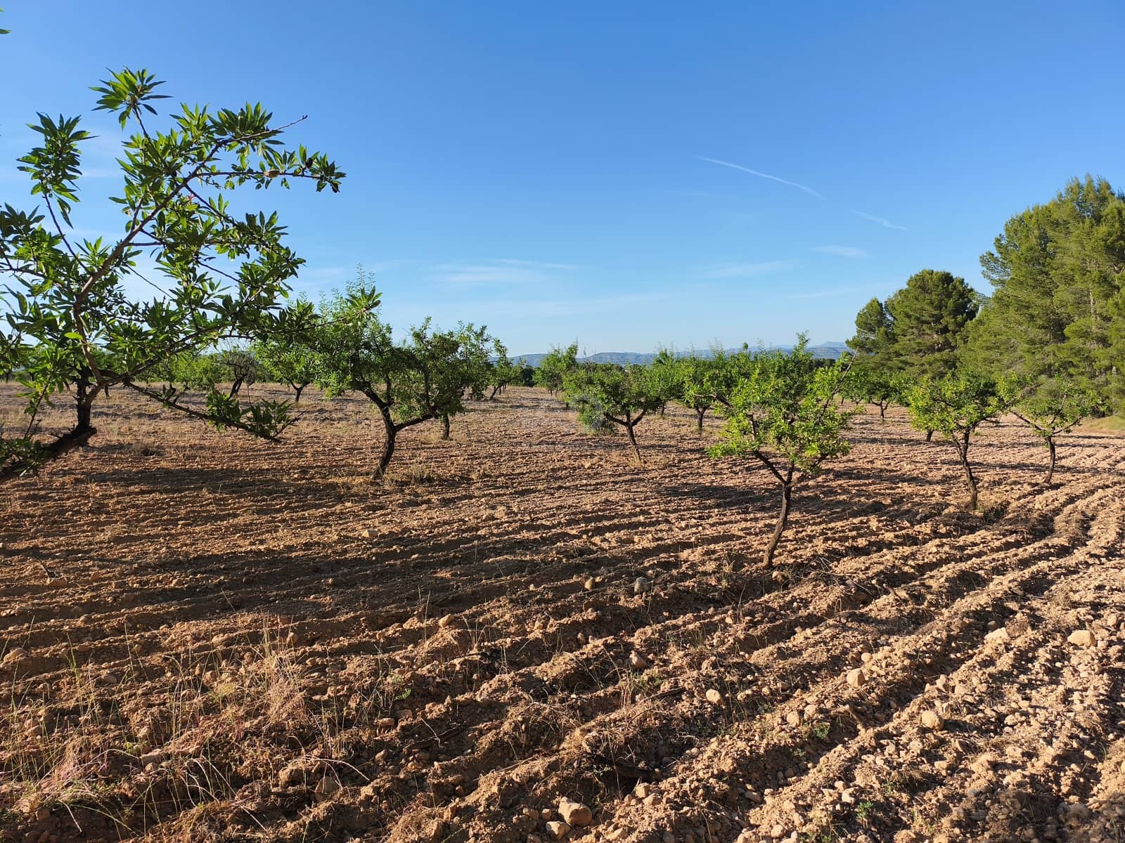 Finca/Casa di Campagna in vendita in Moratalla - 2.500.000 € (Rif: 9989233)