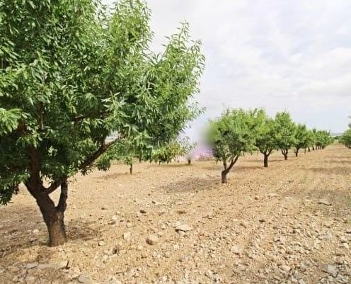 Mark till salu i La Campana - 110 000 € (Ref: 9989269)