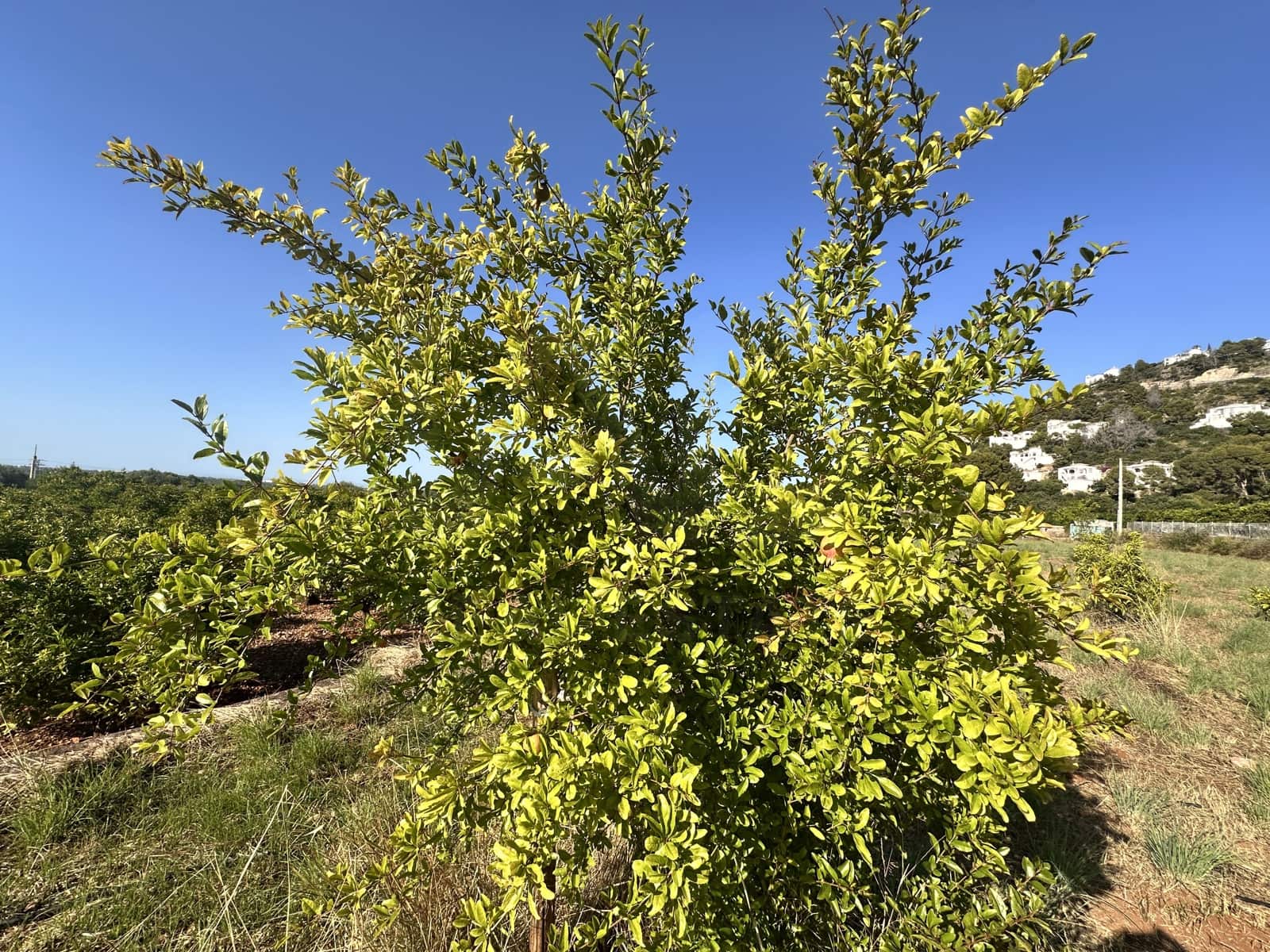 Rakentamaton maa myytävänä paikassa Alicante kaupunki - 45 000 € (Ref: 9990940)